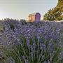 California Lavender Honey Farm
