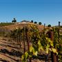 McPrice Myers Wines