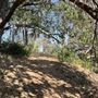 Griffith Park Redwoods - Cedar Grove