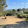 Griffith Park Redwoods - Cedar Grove