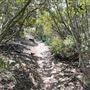 Griffith Park Redwoods - Cedar Grove