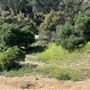 Griffith Park Redwoods - Cedar Grove