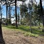 Griffith Park Redwoods - Cedar Grove