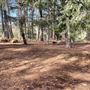 Griffith Park Redwoods - Cedar Grove