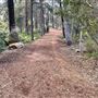 Griffith Park Redwoods - Cedar Grove
