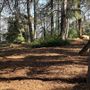 Griffith Park Redwoods - Cedar Grove
