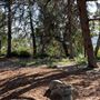 Griffith Park Redwoods - Cedar Grove