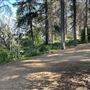 Griffith Park Redwoods - Cedar Grove