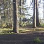 Griffith Park Redwoods - Cedar Grove