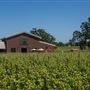 Olivet Grange Vineyard