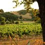 Mt. Vernon Winery