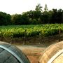 Mt. Vernon Winery