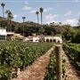 Rosenthal Malibu Vineyard