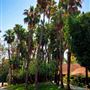 Vintage Hollywood Vibes – Secluded Palm-Lined Mid-Century Pool Oasis Wrapped In Lush Greenery – A Filmmaker’s Dream!
