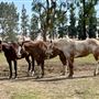Stockdale Ranch