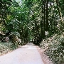 Forest of Nisene Marks State Park (SP), The