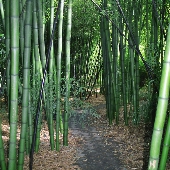 Bamboo Giant Nursery