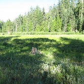 Hodgedon Meadows