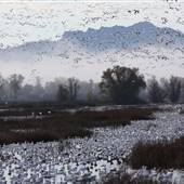 Gray Lodge Wildlife Area