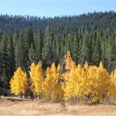 Aspens Near Highway 267 US Forest Service