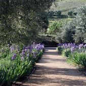 Blue Rock Vineyards