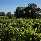 Olivet Grange Vineyard