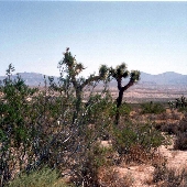 Dove Springs  B L M