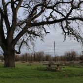 Sacramento River Bend