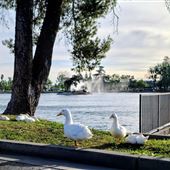 Ellis Lake
