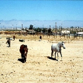 Horse And Burro Facility  B L M
