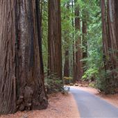 Armstrong Redwoods State Natural Reserve (SNR)