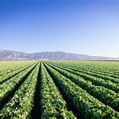 Salinas Valley