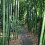 Bamboo Giant Nursery