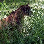 Shambala