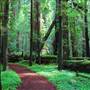 Humboldt Redwoods State Park (SP)