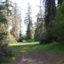 Griffith Park Redwoods - Cedar Grove