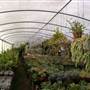 California Nursery Specialties - Cactus Ranch