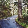 Fern Canyon Road