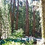 Yosemite National Park