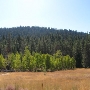 Aspens Near Highway 267 US Forest Service