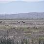 Tule Elk State Natural Reserve (SNR)
