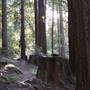 Butano State Park (SP)