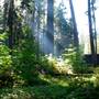 Calaveras Big Trees State Park (SP)