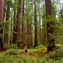 Grizzly Creek Redwoods State Park (SP)