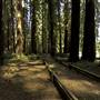 Richardson Grove State Park (SP)