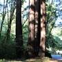Samuel P. Taylor State Park (SP)