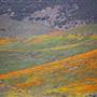 Antelope Valley California Poppy Reserve State Natural Reserve (SNR)