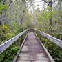 Van Damme State Park (SP) / Beach / Pygmy Forest / Fern Canyon Trail / Spring Ranch Trail