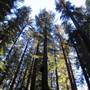 Richardson Grove State Park (SP)