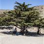 Sycamore Cove State Beach (SB) & Campground @ Point Mugu State Park (SP) - CFC